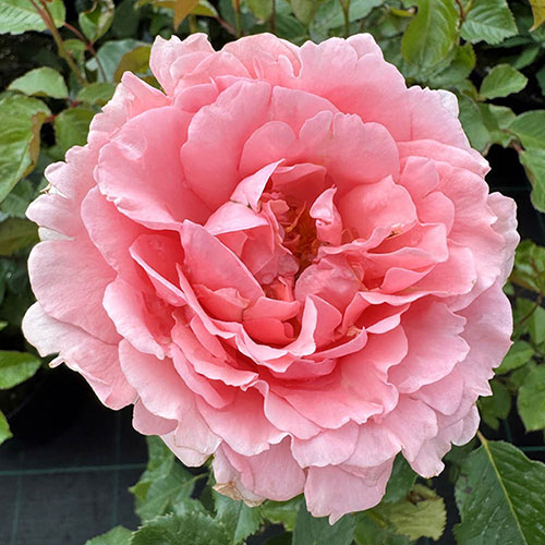 Harkness Rose Ask Maureen Harkness Rose Ask Maureen