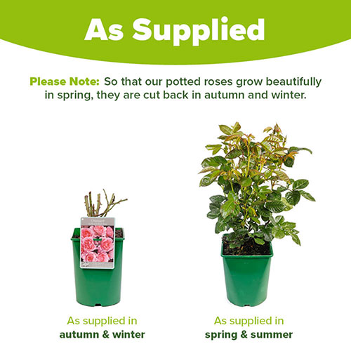 Harkness Rose LAimant Rose ® Harkness Rose LAimant Rose ®