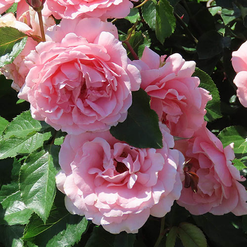 Harkness Rose The Princess Bella