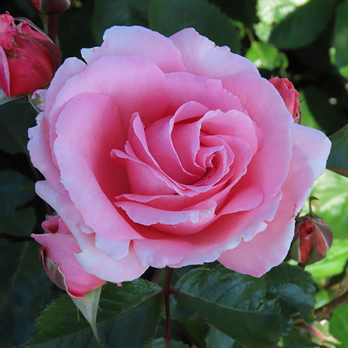 Harkness Rose The Princess Bella