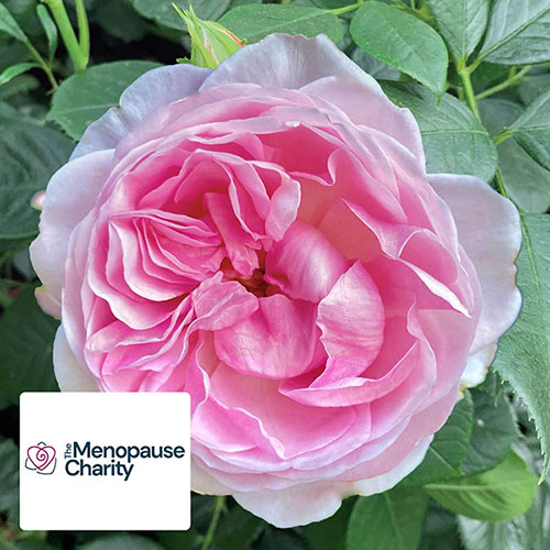 Harkness The Menopause Charity Rose