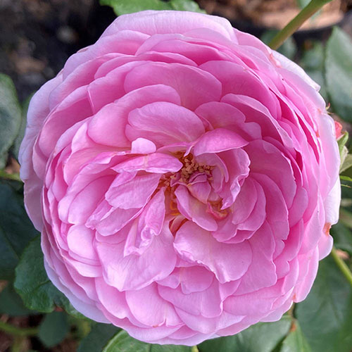 Harkness The Menopause Charity Rose