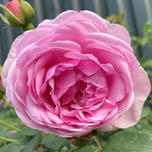 Harkness The Menopause Charity Rose