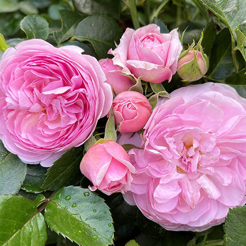 Harkness The Menopause Charity Rose