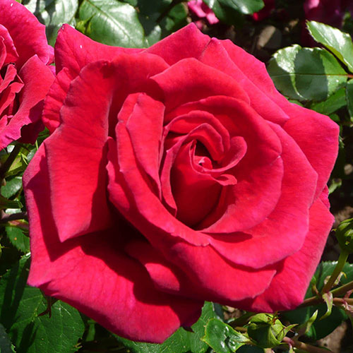Rose of the Year 2018 Lovestruck