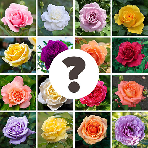 Nurserymans Choice Rose