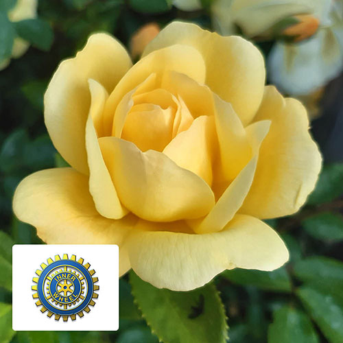 Harkness Rose Margarette Golding