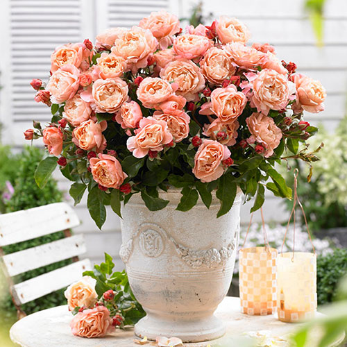 Harkness Rose Marie Curie Harkness Rose Marie Curie