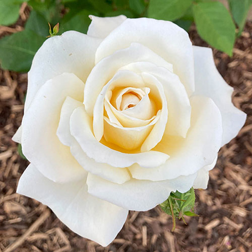 Harkness Rose Mary Berry ® Harkness Rose Mary Berry ®