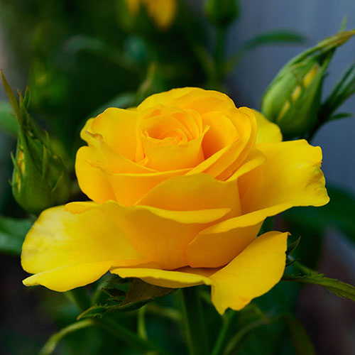 Harkness Rose You Are My Sunshine �