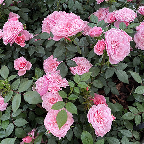 Harkness Rose Jennifer Rose Sell Harkness Rose Jennifer Rose Sell