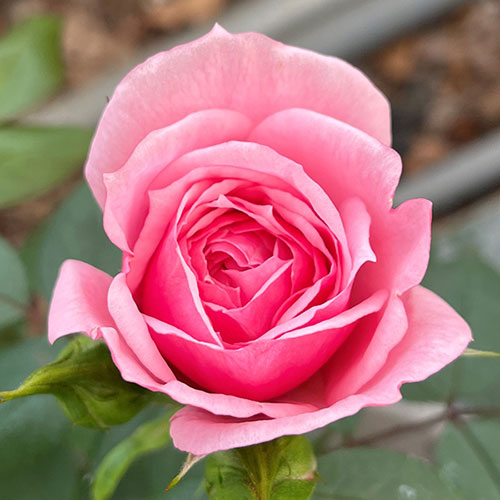 Harkness Rose Jennifer Rose Sell Harkness Rose Jennifer Rose Sell