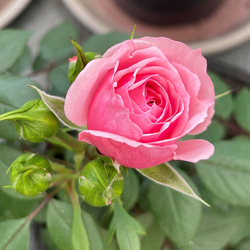 Harkness Rose Jennifer Rose Sell Harkness Rose Jennifer Rose Sell