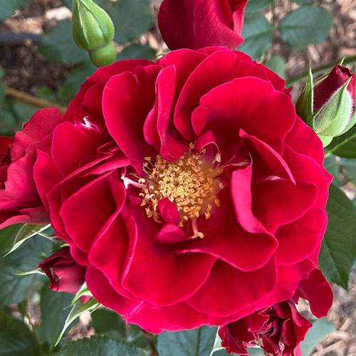 Harkness Rose Paisley Abbey Harkness Rose Paisley Abbey