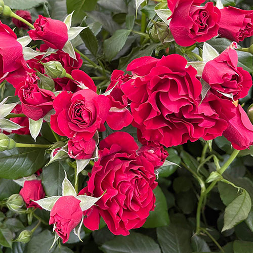 Harkness Rose Paisley Abbey Harkness Rose Paisley Abbey