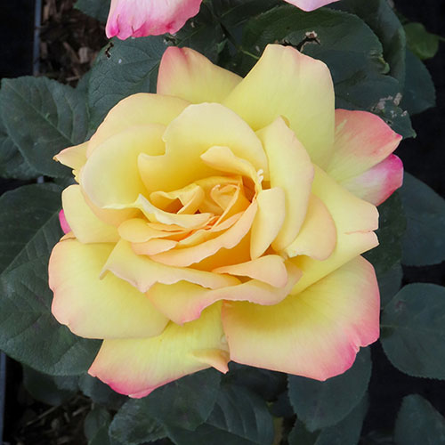 Rose Peace Rose Peace