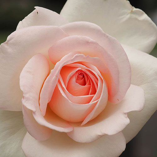 Harkness Rose Precious Child