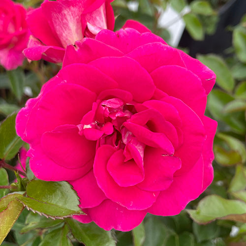 Harkness Rose Perfect Match ® Harkness Rose Perfect Match ®