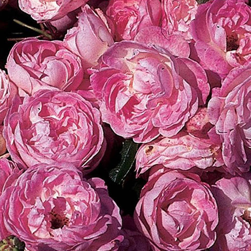 Harkness Rose Pearl Wedding 30th Anniversary �