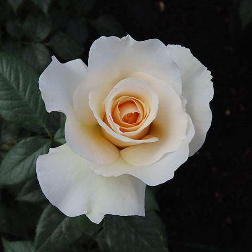 Harkness Rose Cotton Wedding 2nd Anniversary ® Harkness Rose Cotton Wedding 2nd Anniversary ®