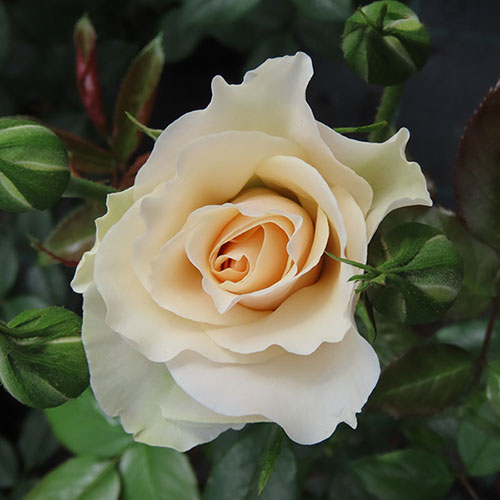 Harkness Rose Cotton Wedding 2nd Anniversary ® Harkness Rose Cotton Wedding 2nd Anniversary ®