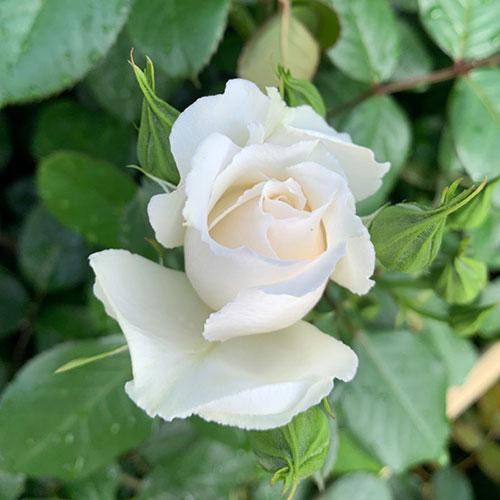 Harkness Rose Cotton Wedding 2nd Anniversary ® Harkness Rose Cotton Wedding 2nd Anniversary ®