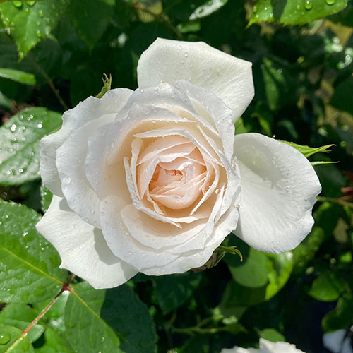 Harkness Rose With Love ™ Harkness Rose With Love ™