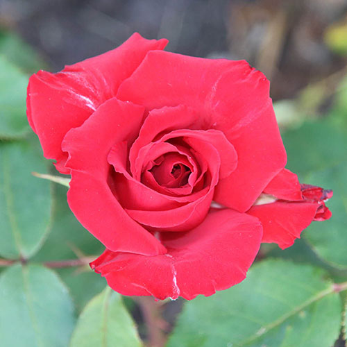 Harkness Rose Pride of England