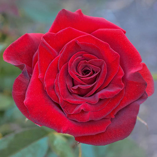 Harkness Rose Pride of England