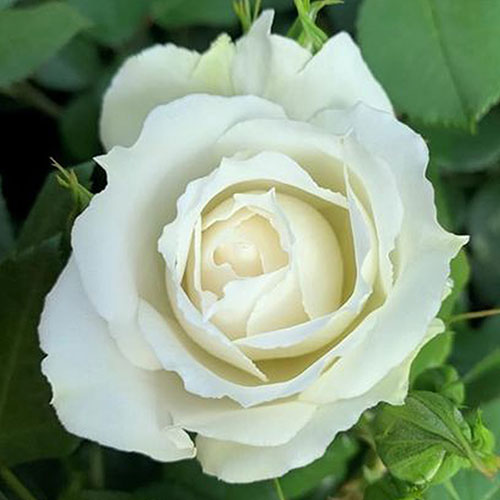 Harkness Rose Diana, Princess of Wales