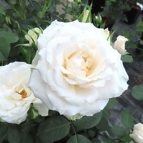 Harkness Rose Tin Wedding 10th Anniversary ® Harkness Rose Tin Wedding 10th Anniversary ®