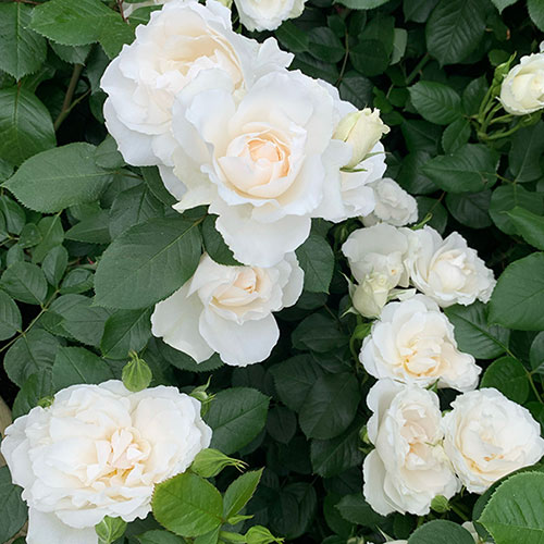 Harkness Rose Tin Wedding 10th Anniversary ® Harkness Rose Tin Wedding 10th Anniversary ®