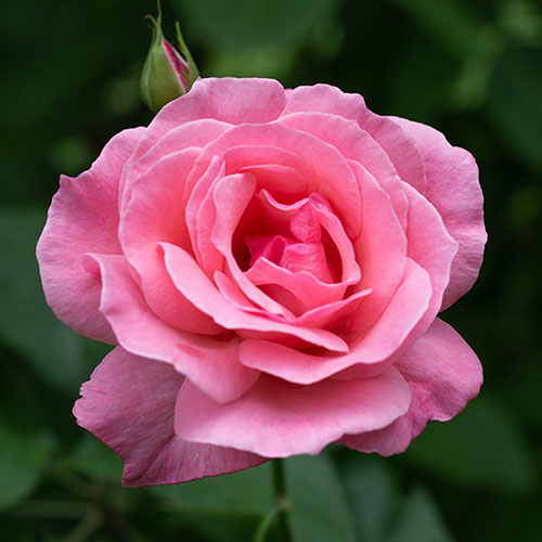 Rose Queen Elizabeth