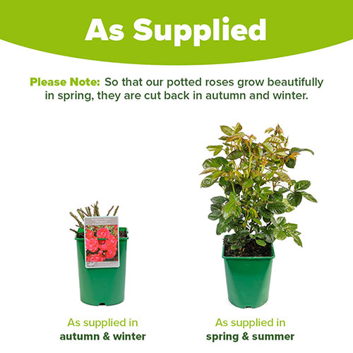 Rose Raspberry Ripple (Papageno)