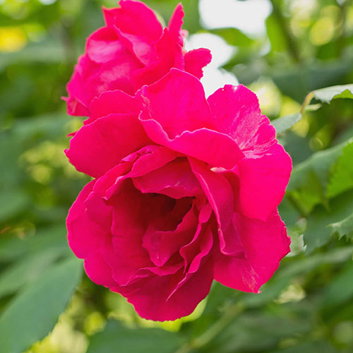 Harkness Rose Special Son �