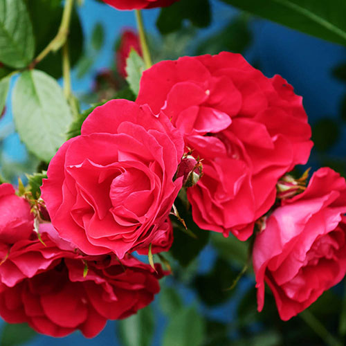 Harkness Rose Special Son �