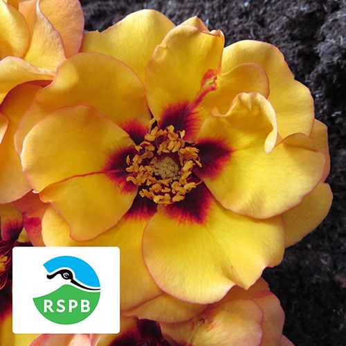 Harkness Rose RSPB RazzleBEEdazzle! �