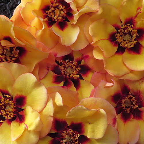 Harkness Rose RSPB RazzleBEEdazzle! �