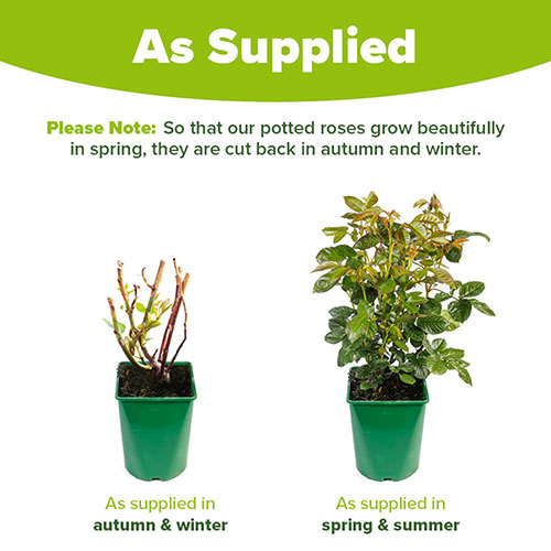 Harkness Rose RSPB RazzleBEEdazzle! �