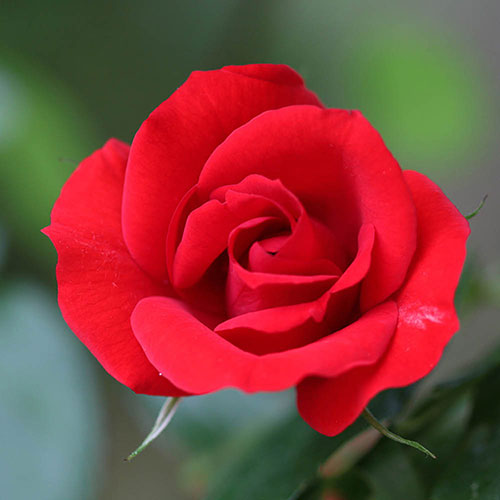 Harkness Rose Red Romance