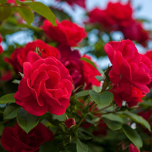Harkness Rose Red Romance