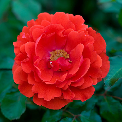 Harkness Rose Remembrance ™ Harkness Rose Remembrance ™