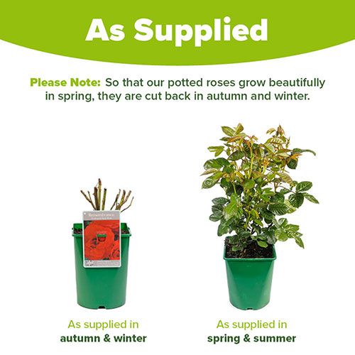 Harkness Rose Remembrance ™ Harkness Rose Remembrance ™