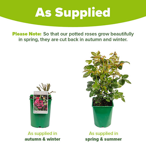 Rose Rhapsody in Blue