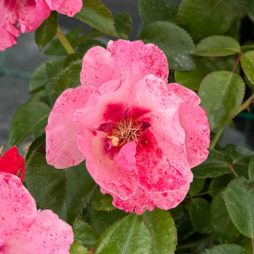 Harkness Rose Rosy McRose Face �