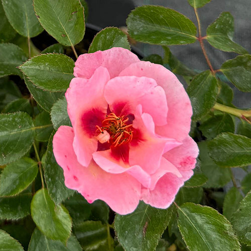 Harkness Rose Rosy McRose Face �