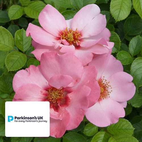 Harkness Rose Parkinsons Resilience