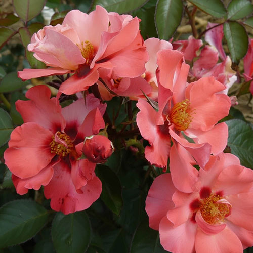 Harkness Rose Parkinsons Resilience