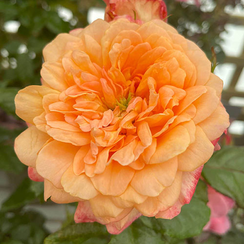 Harkness Rose Samaritan �