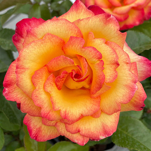 Harkness Rose Sheilas Perfume